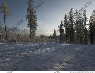 background forest winter 0003